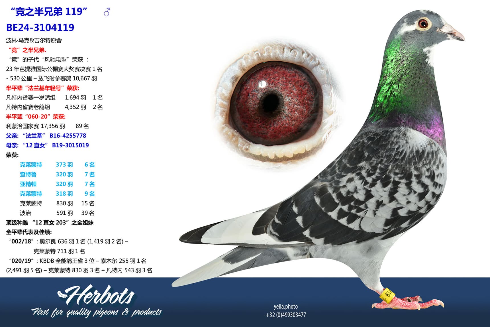 pigeon: undefined