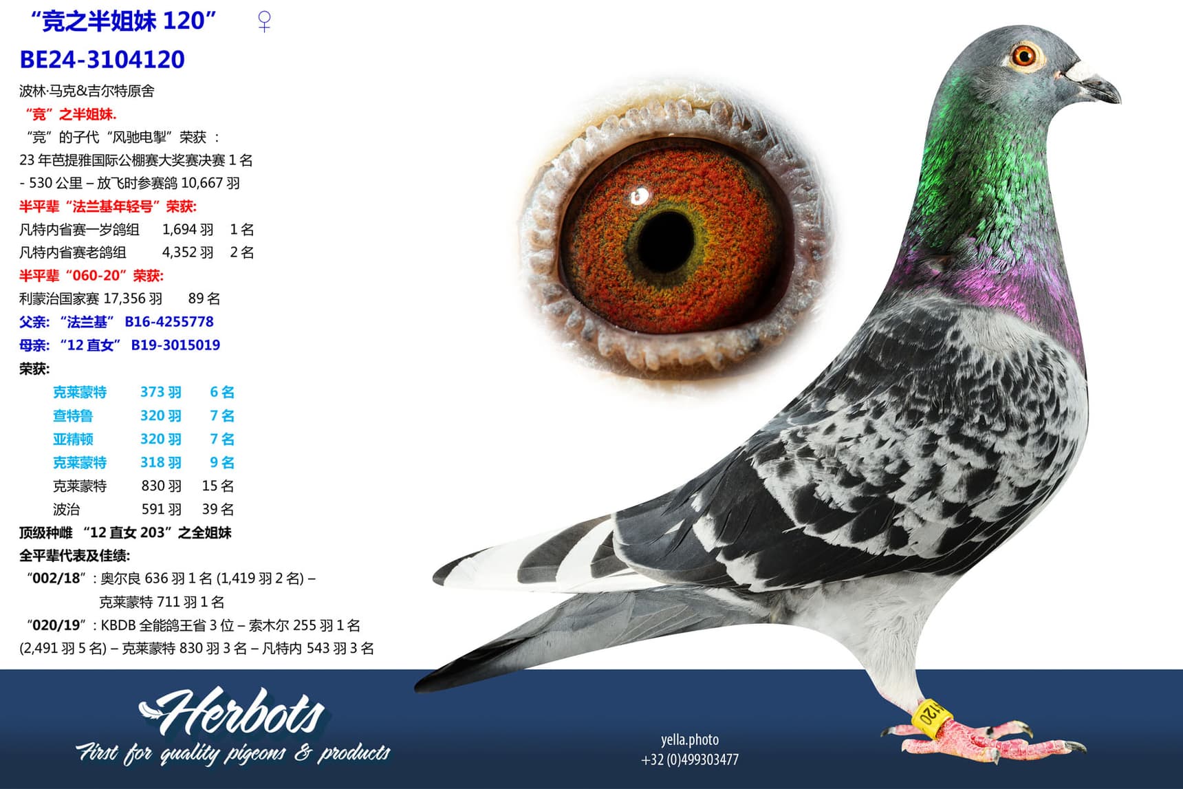 pigeon: undefined