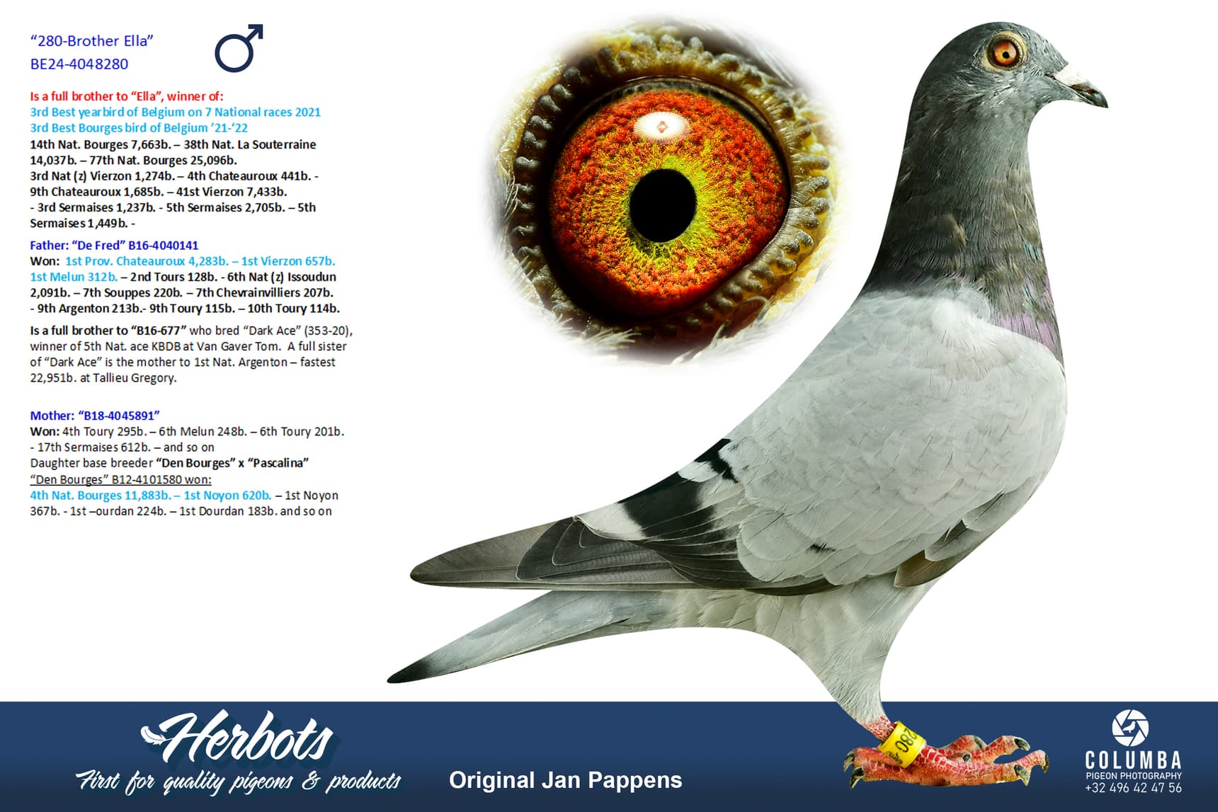 pigeon: undefined