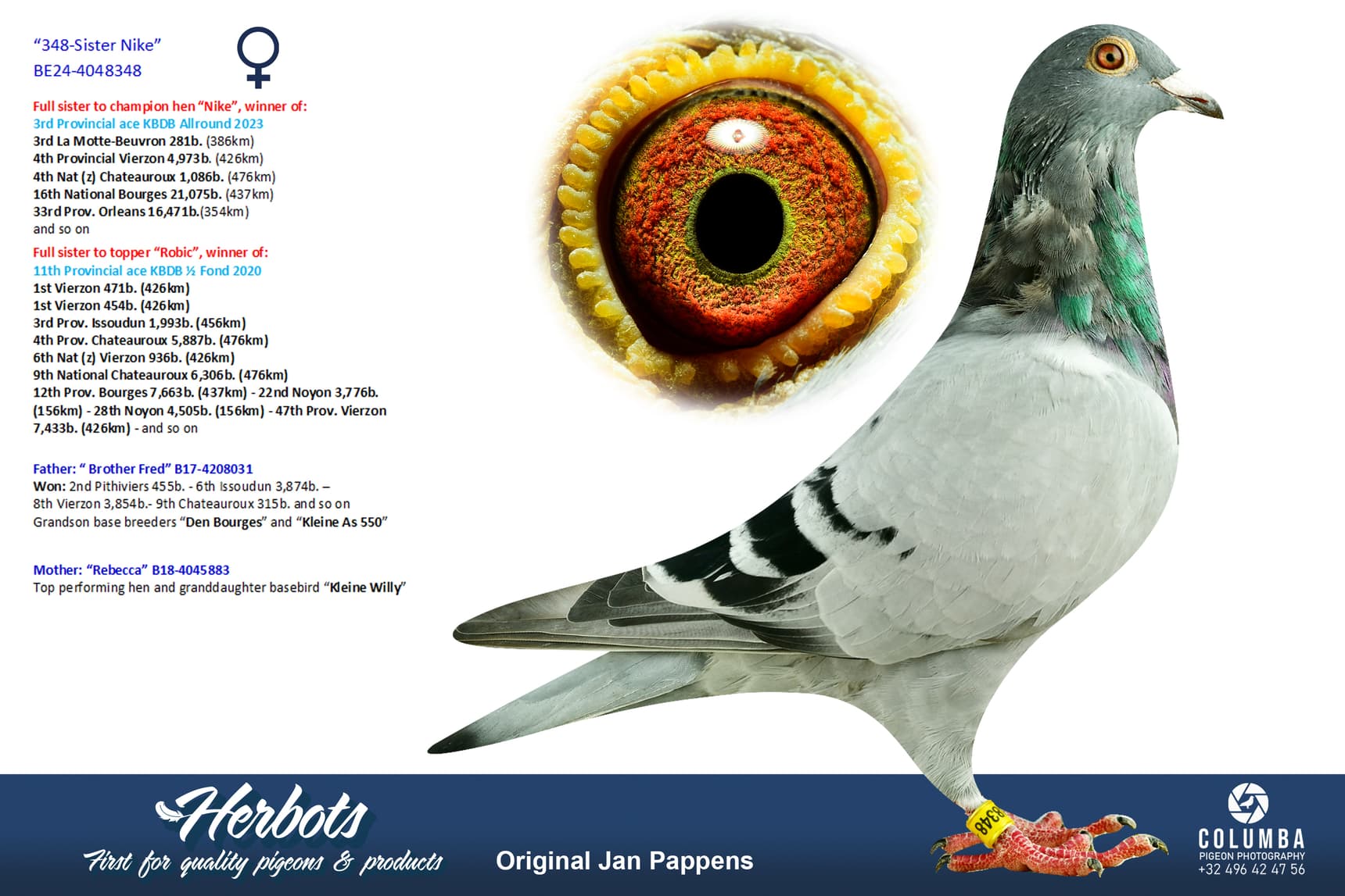 pigeon: undefined