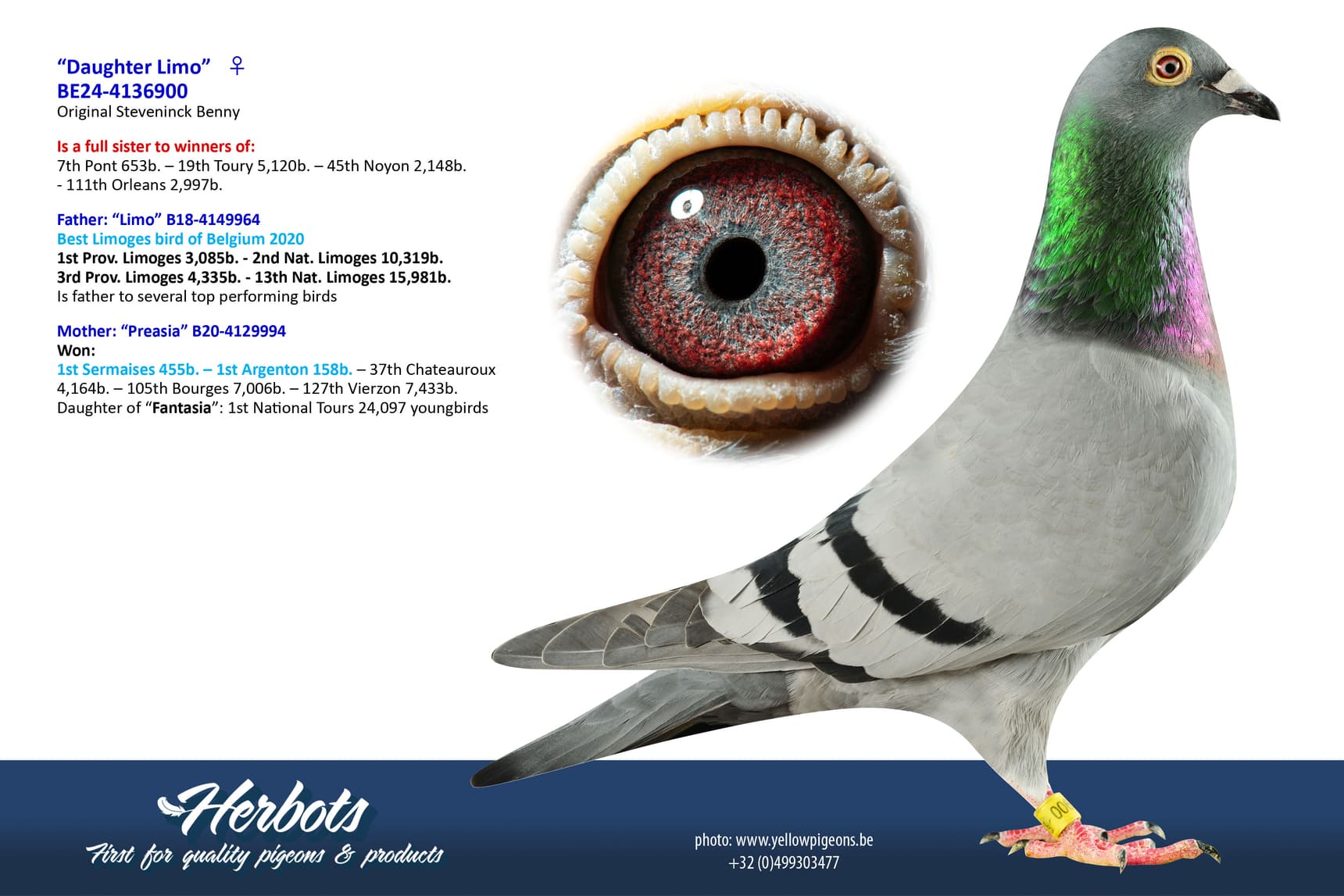 pigeon: undefined