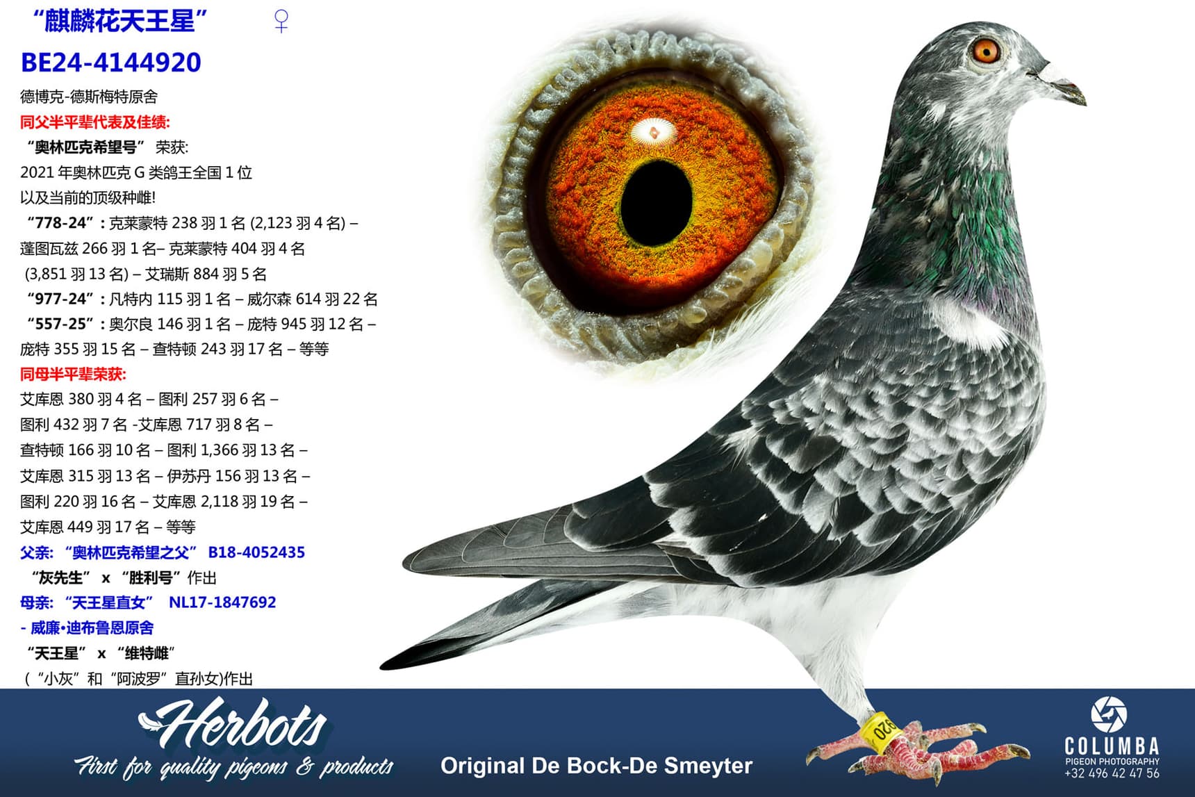 pigeon: undefined