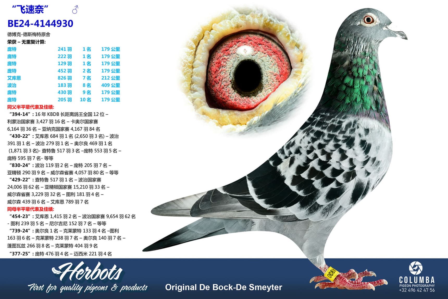 pigeon: undefined