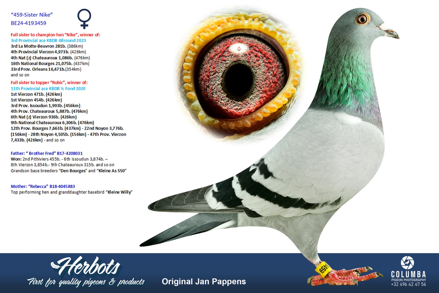 pigeon: undefined