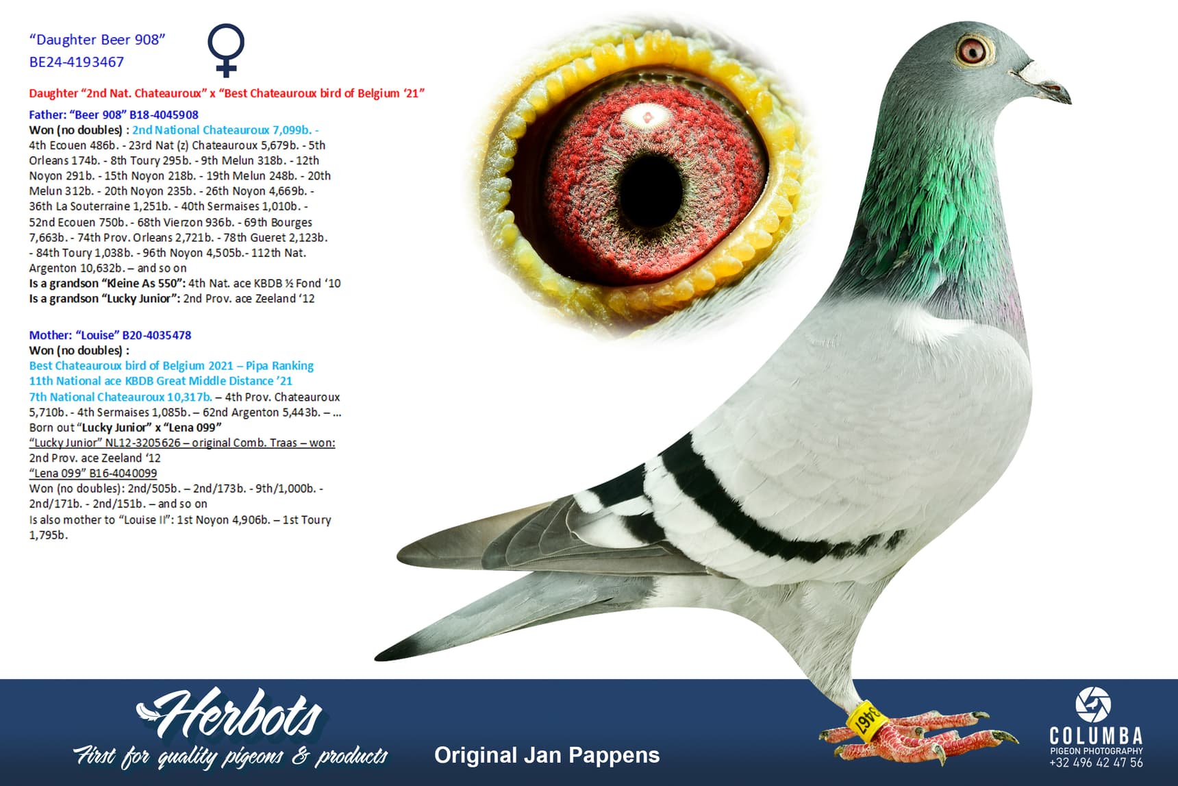 pigeon: undefined