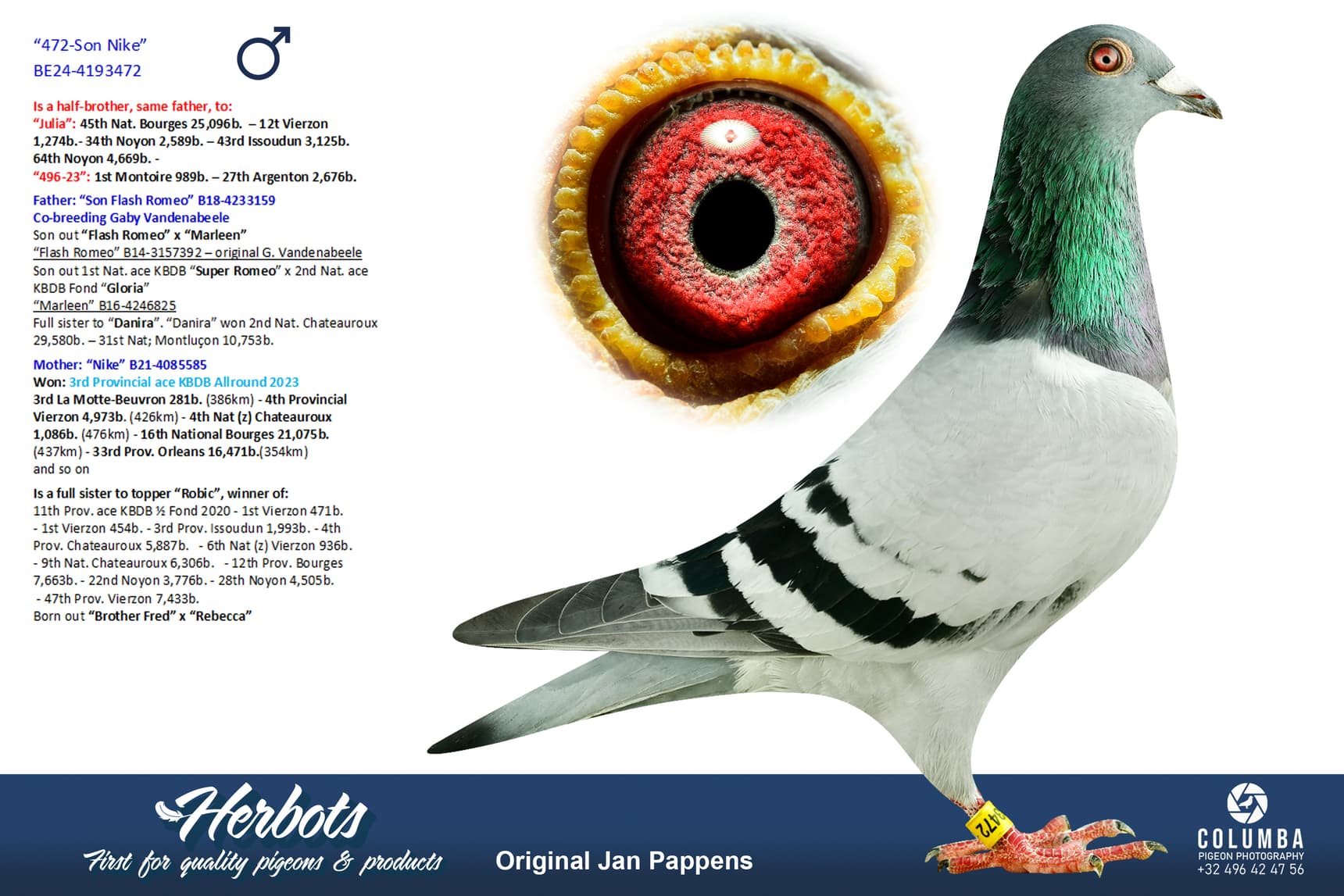 pigeon: undefined
