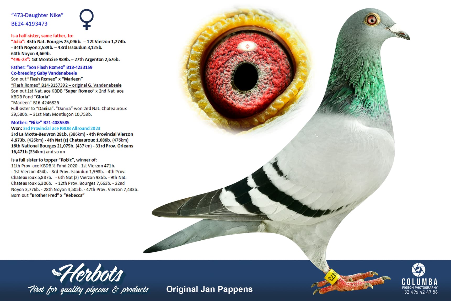 pigeon: undefined