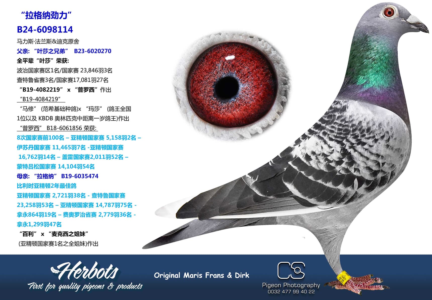 pigeon: “拉格纳劲力”