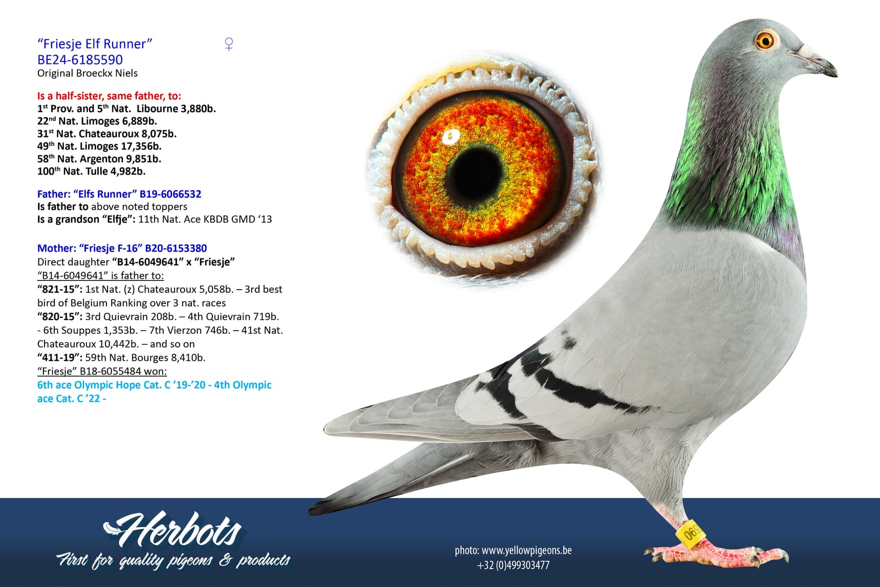 pigeon: undefined