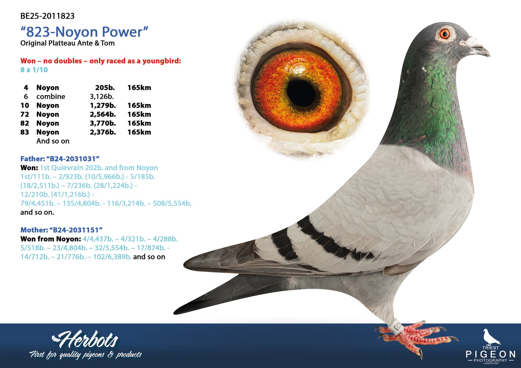 pigeon: undefined