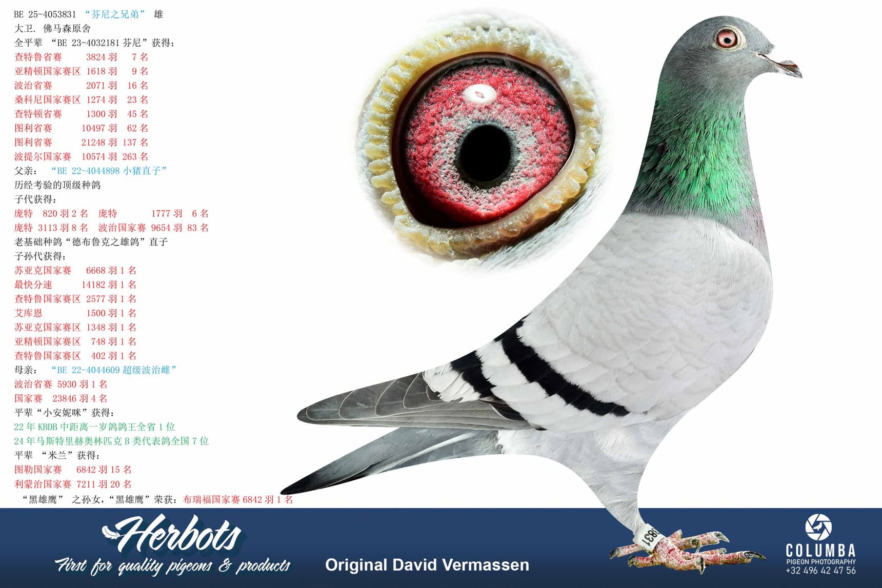 pigeon: undefined