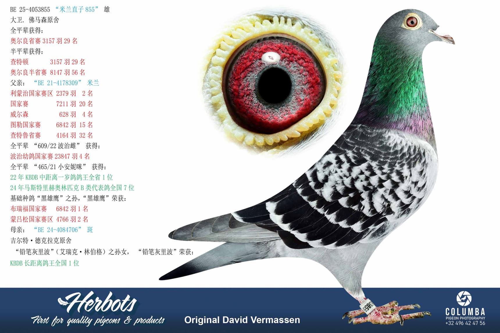 pigeon: undefined