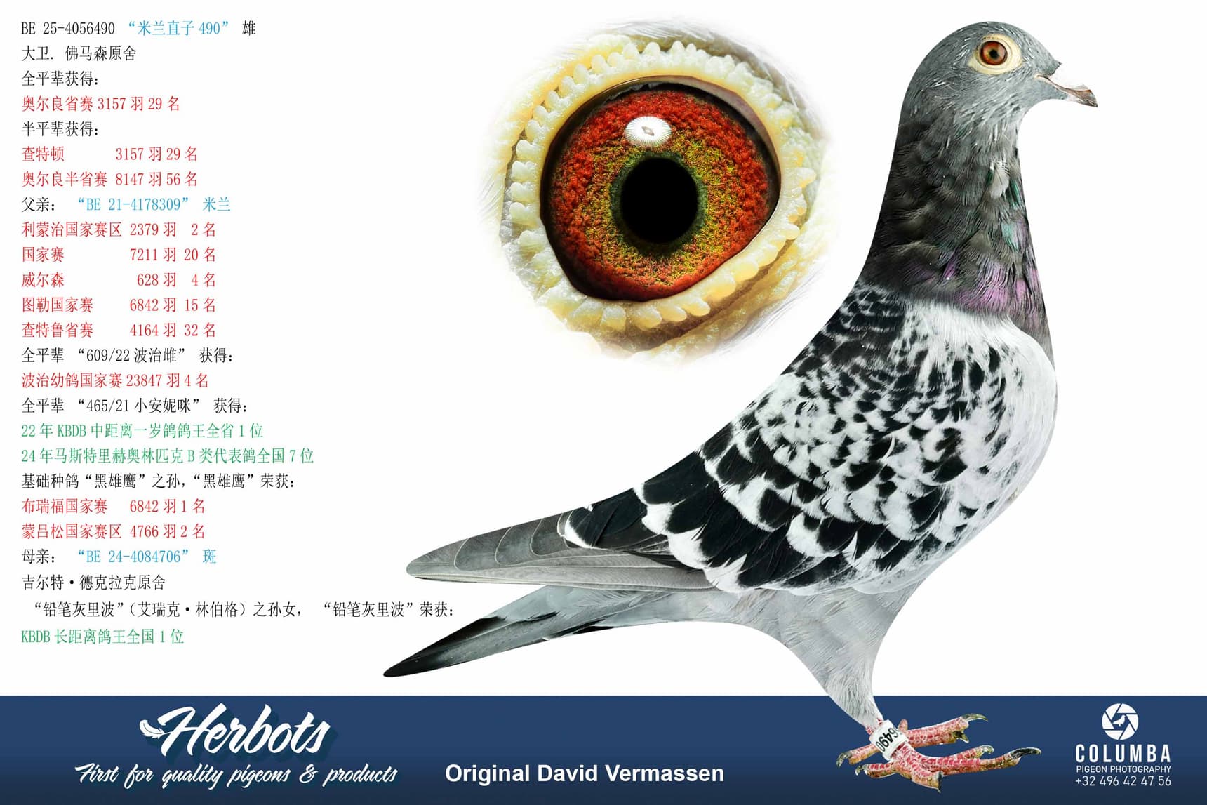 pigeon: undefined