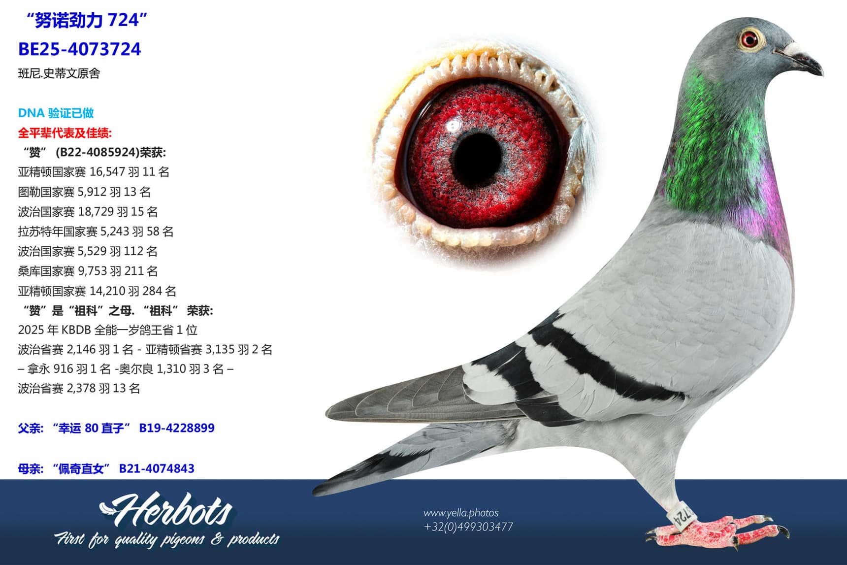 pigeon: undefined