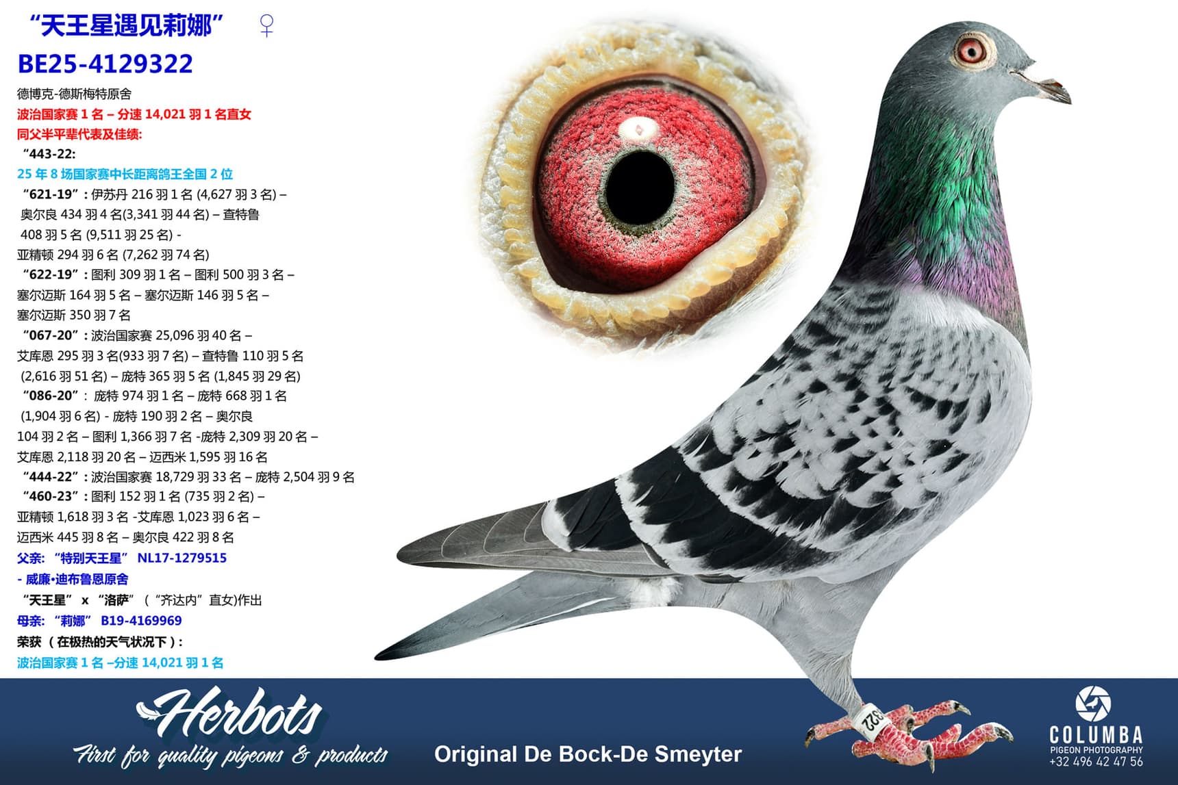 pigeon: undefined