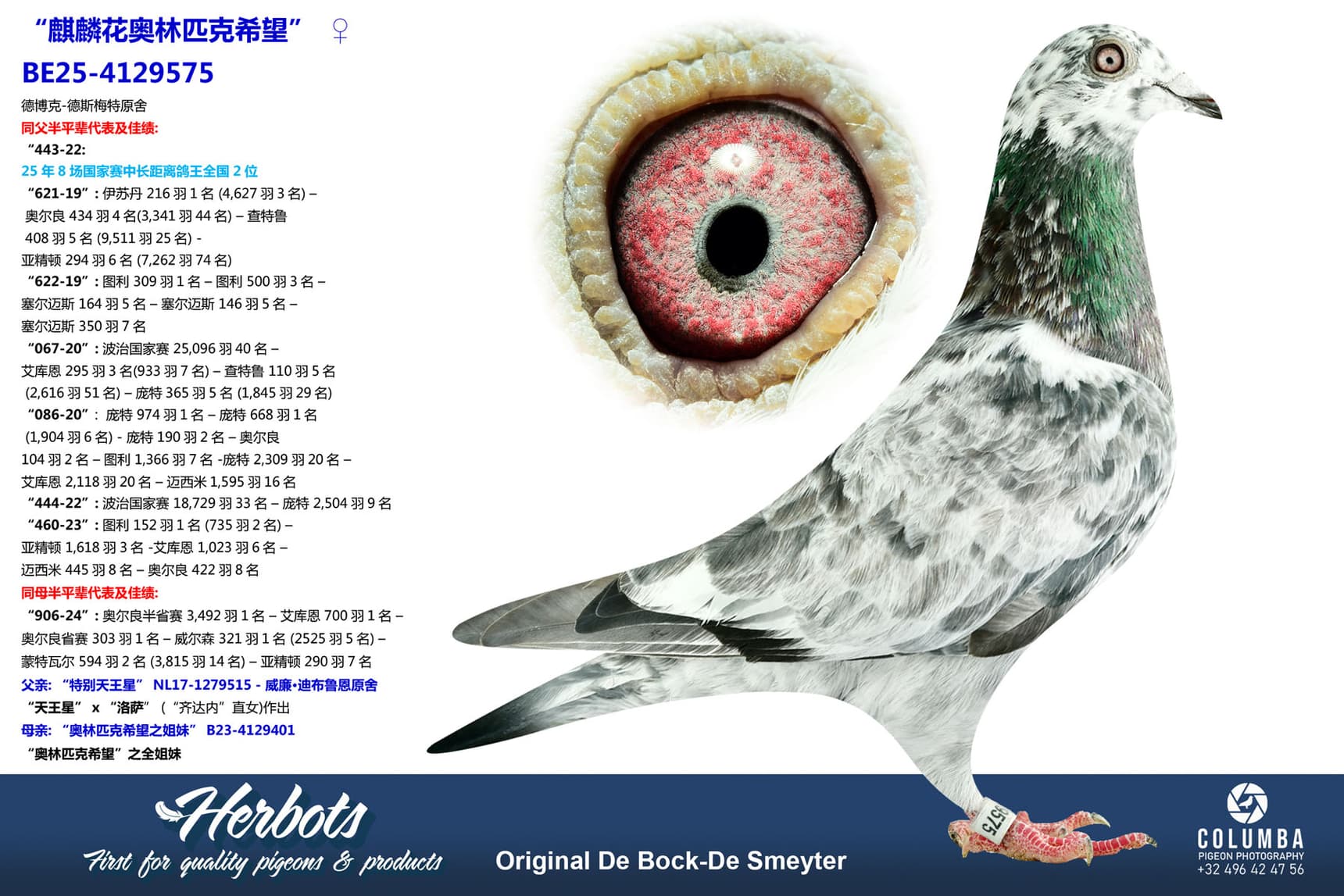 pigeon: undefined