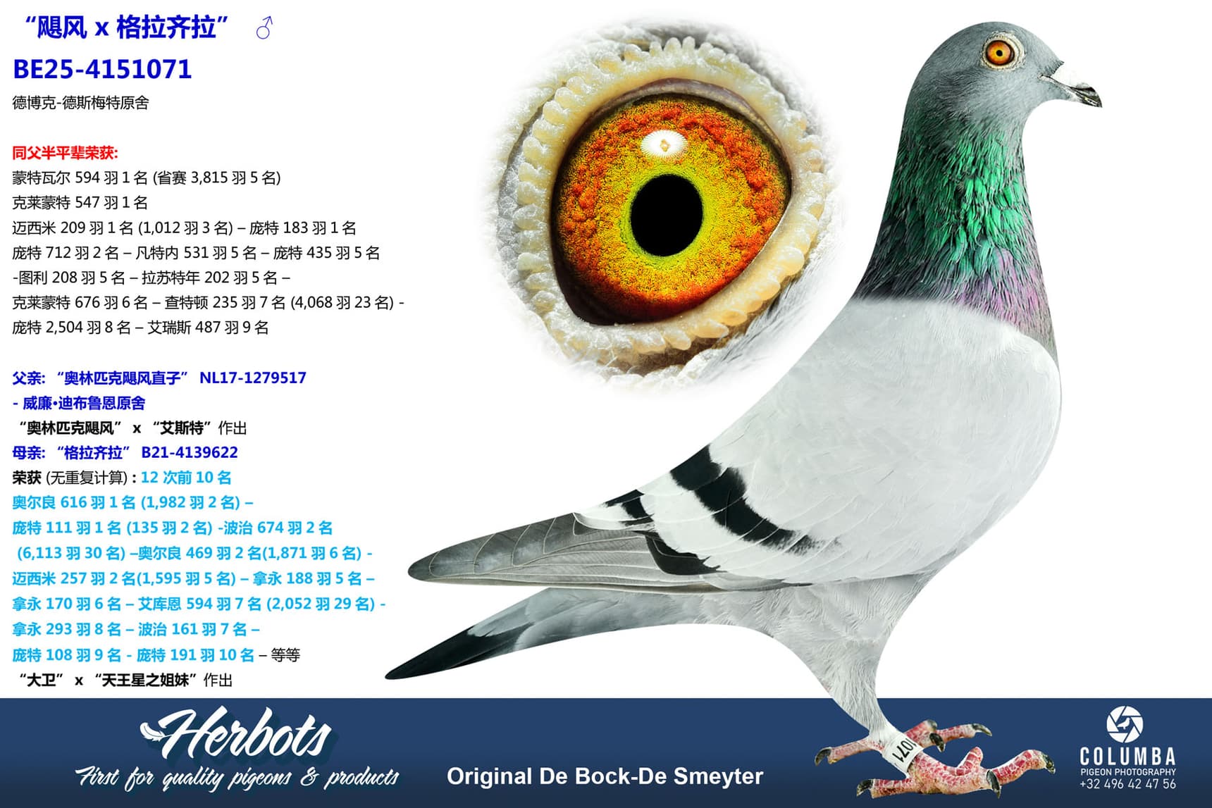 pigeon: undefined