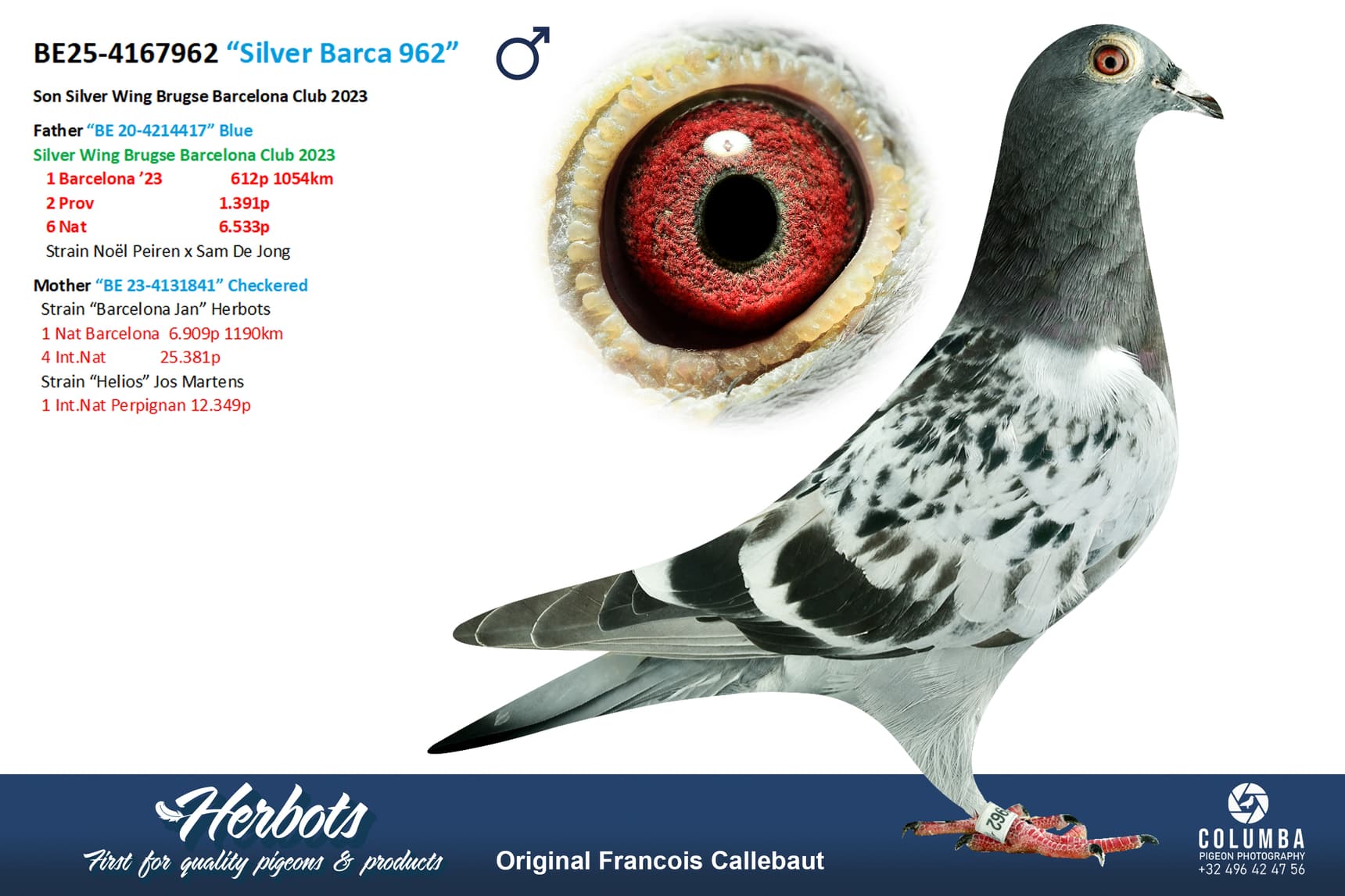 pigeon: undefined