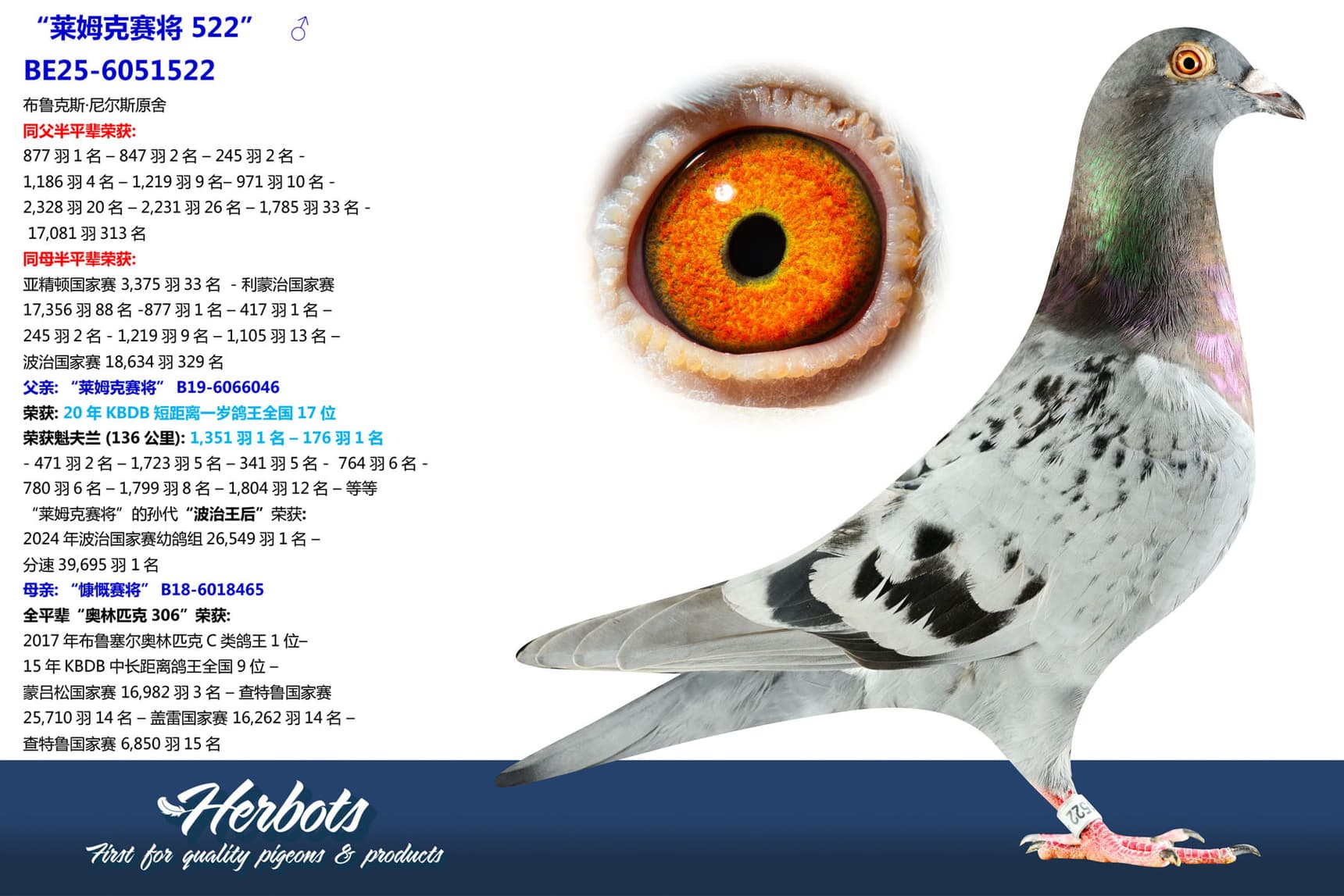 pigeon: undefined