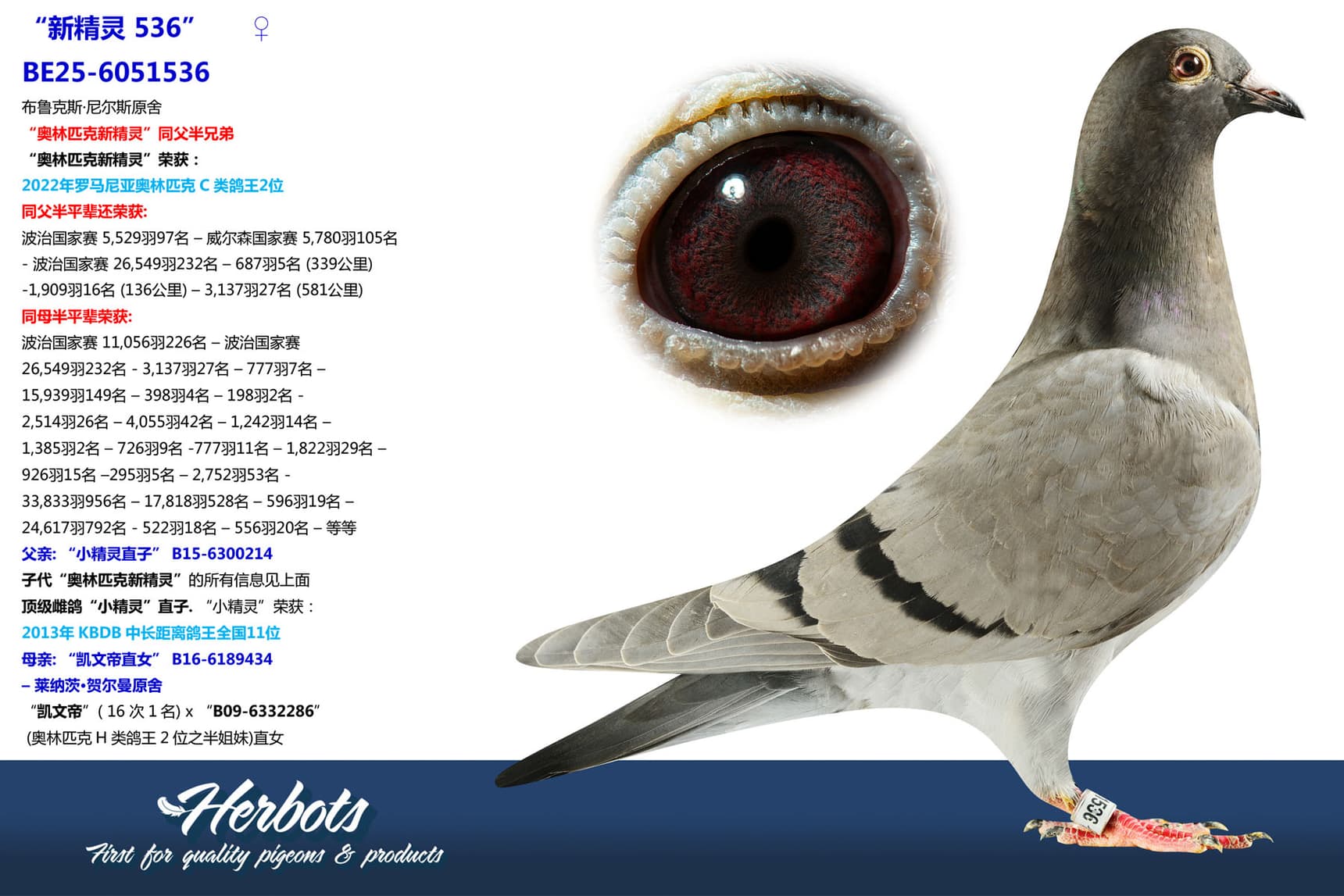 pigeon: undefined