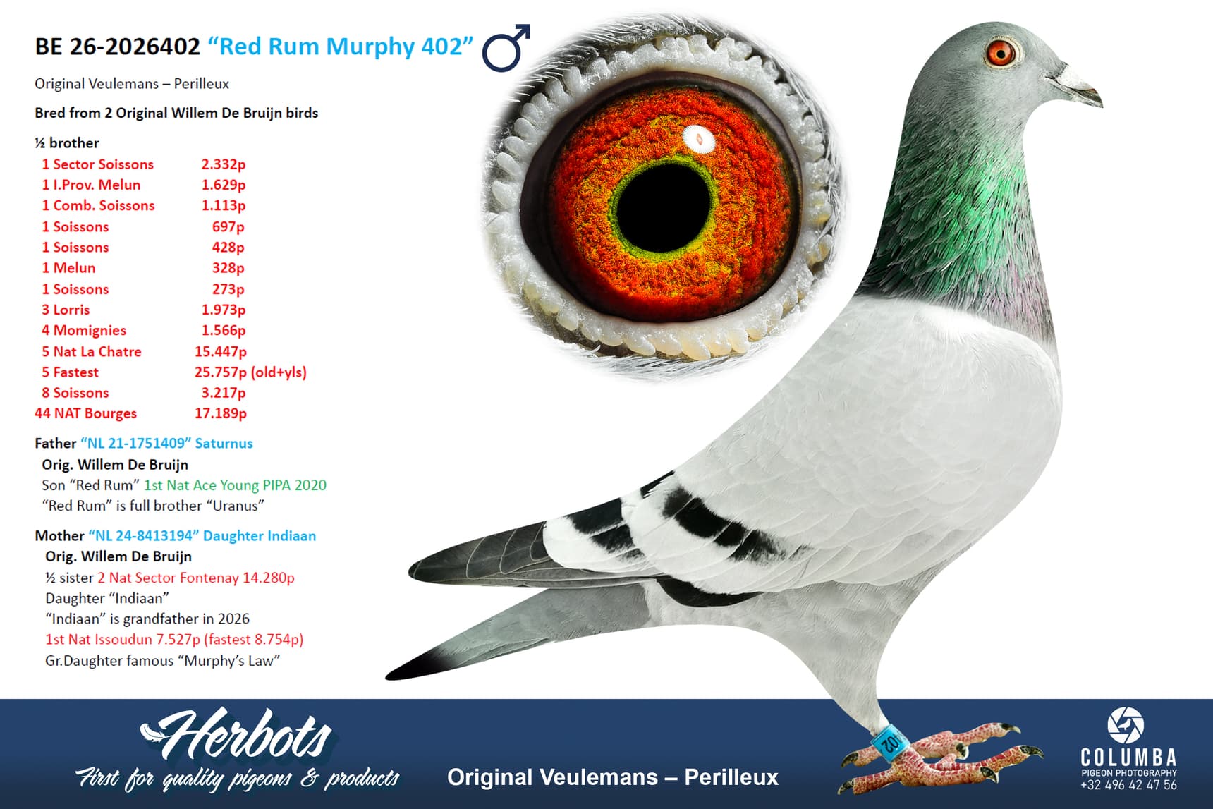 pigeon: undefined