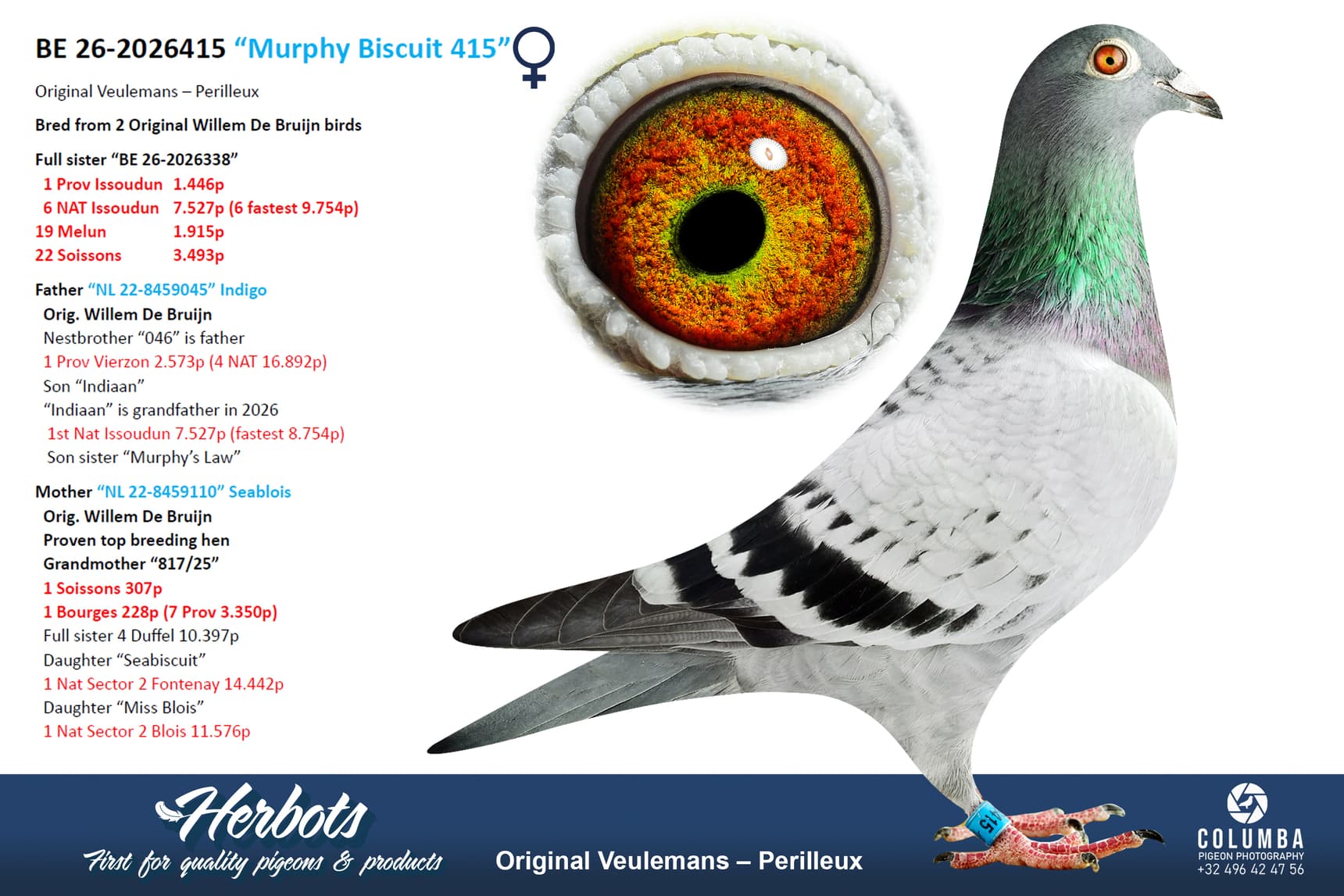 pigeon: undefined