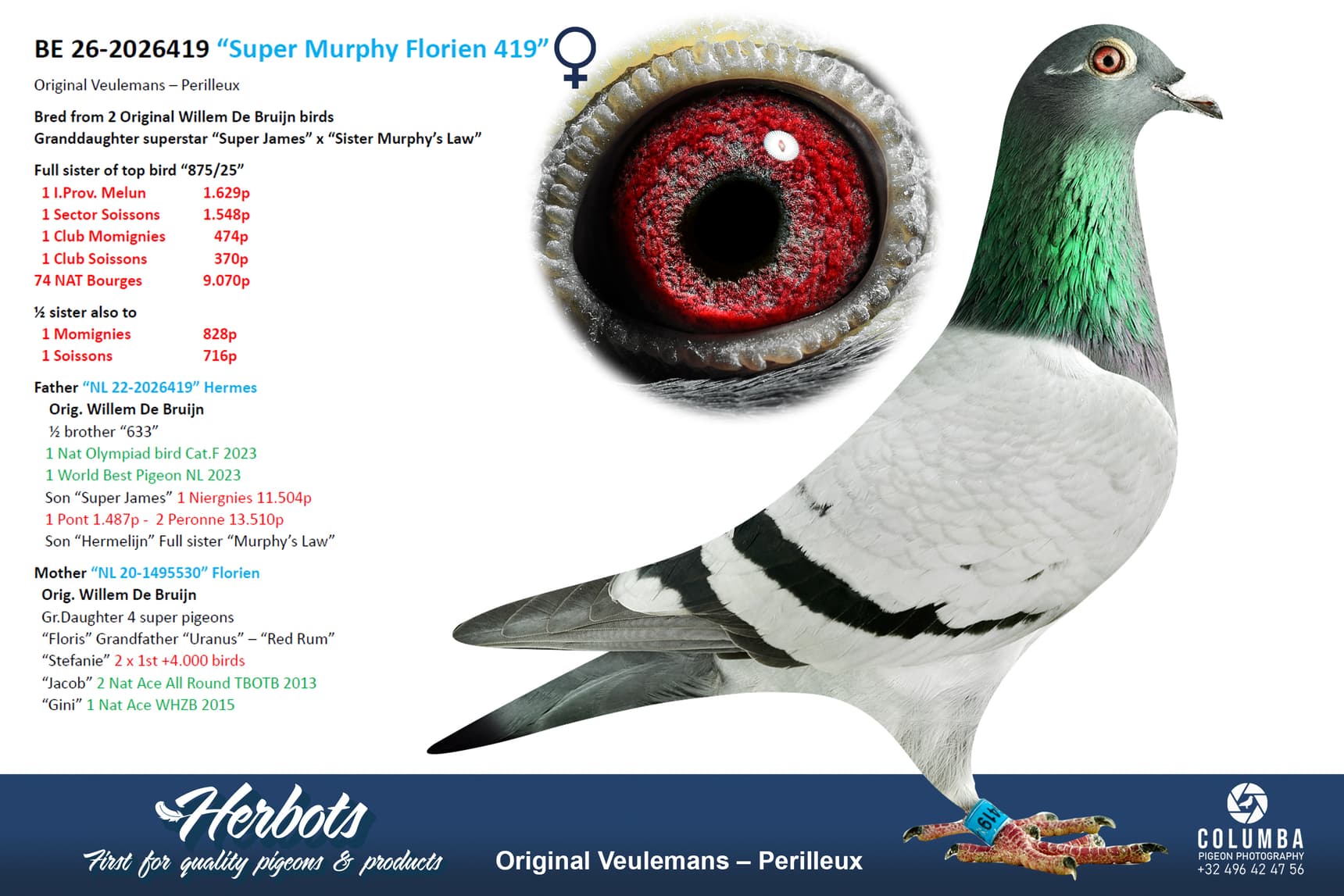 pigeon: undefined