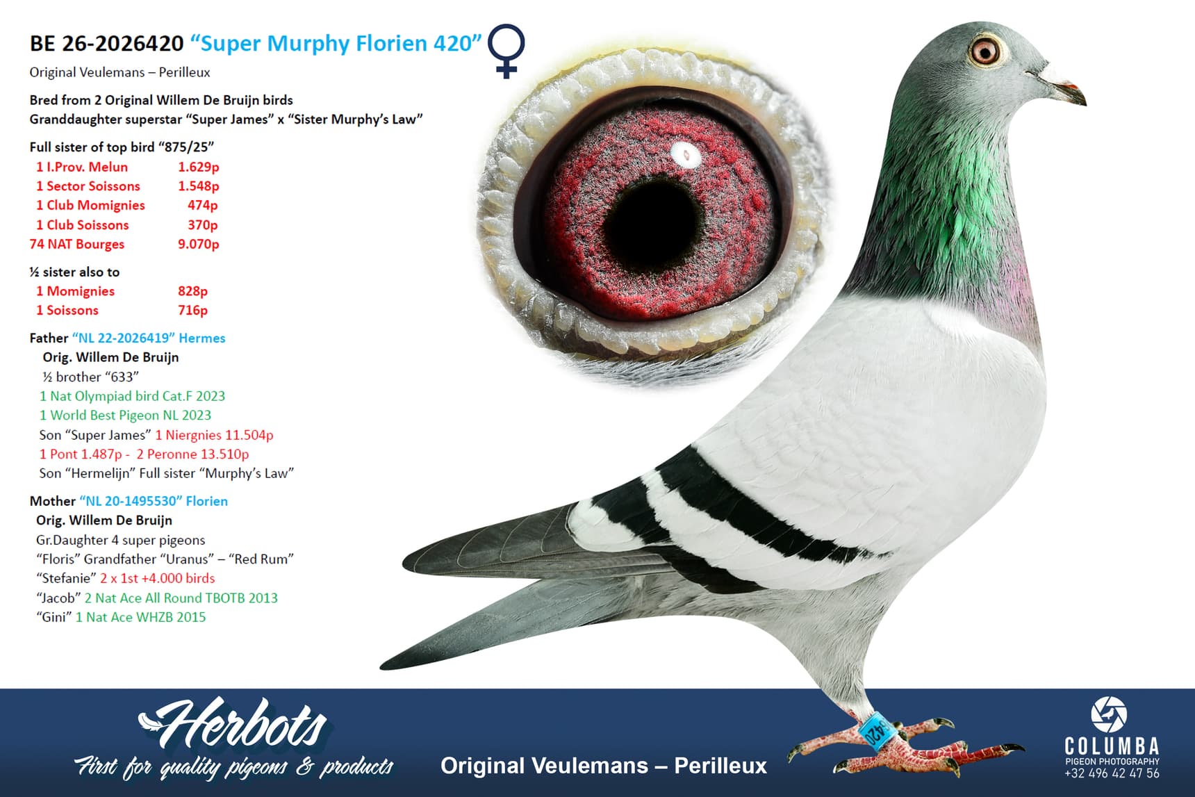 pigeon: undefined