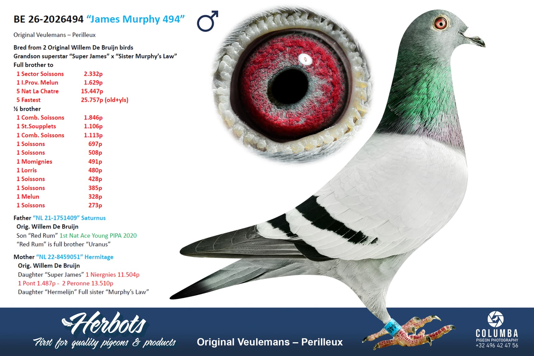 pigeon: undefined