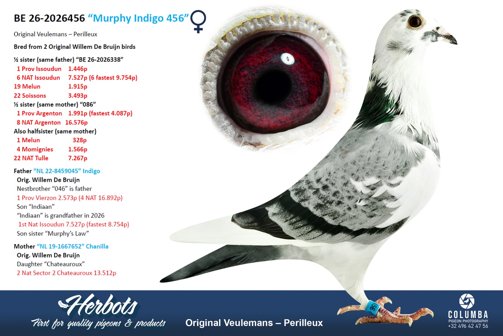 pigeon: undefined