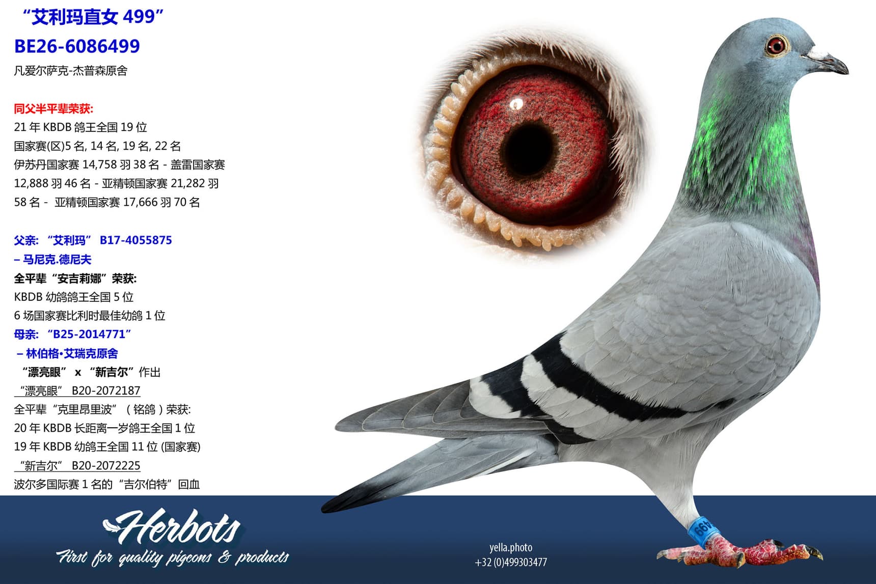 pigeon: undefined