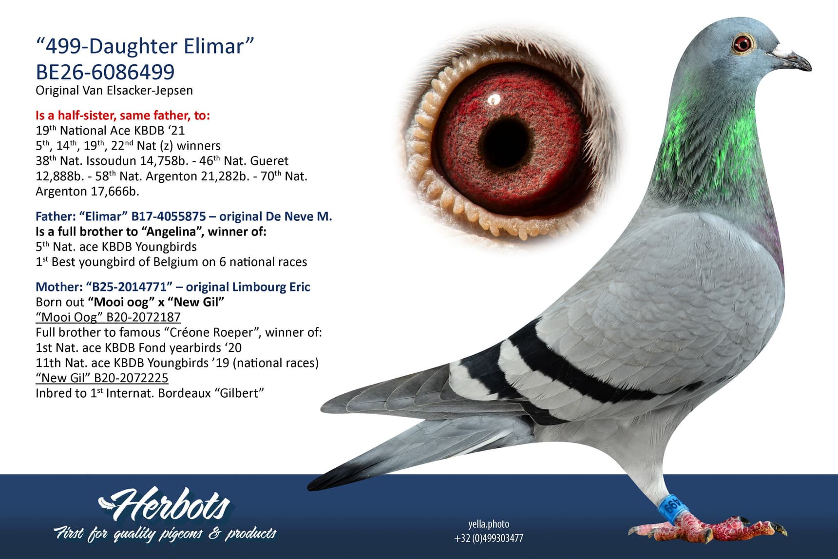 pigeon: undefined