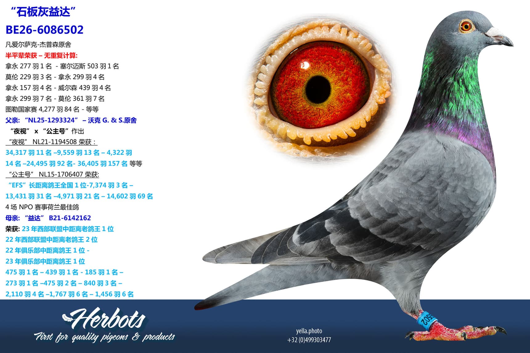 pigeon: undefined
