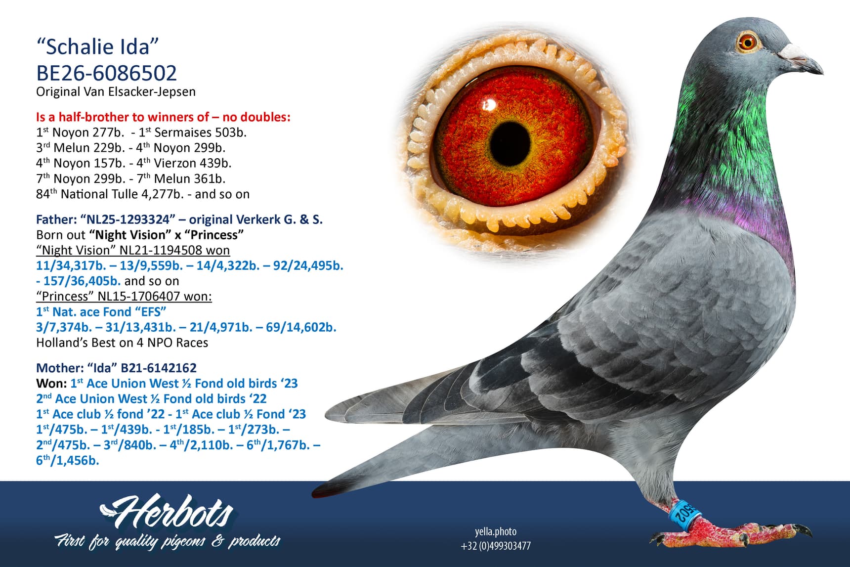 pigeon: undefined