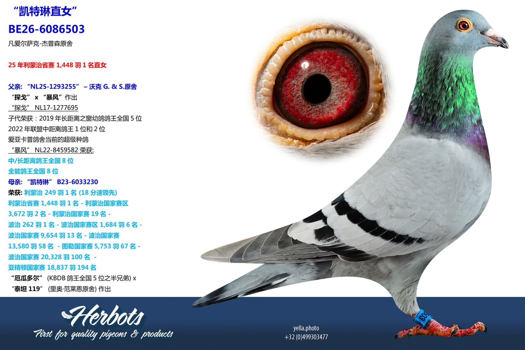 pigeon: undefined