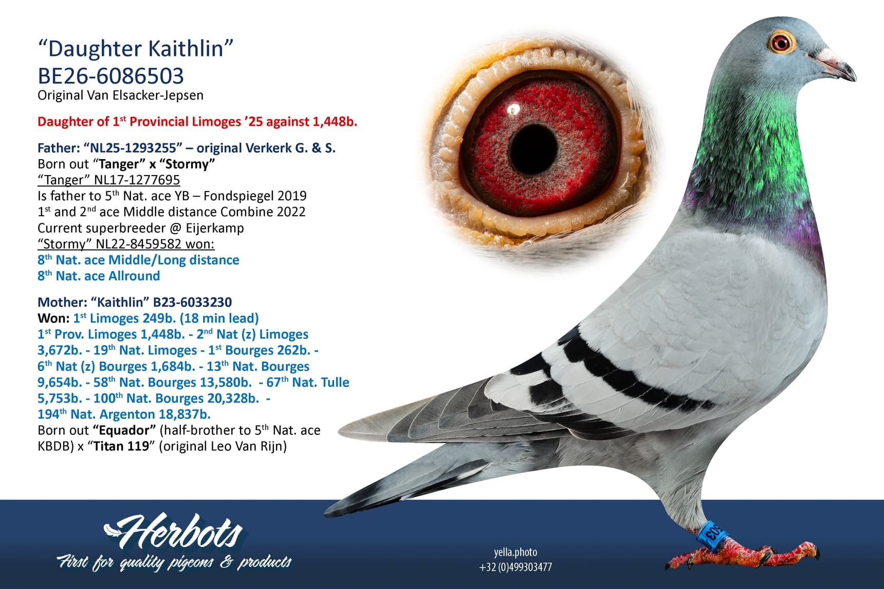 pigeon: undefined