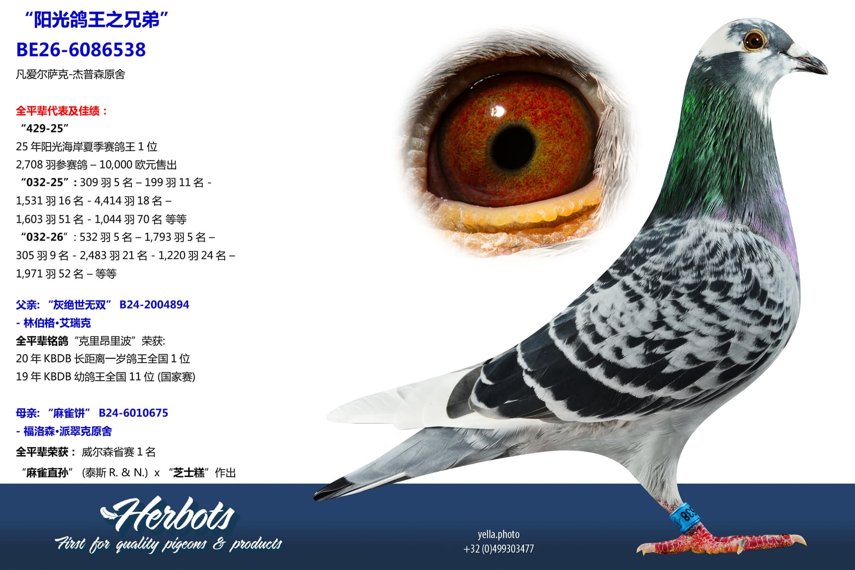 pigeon: undefined