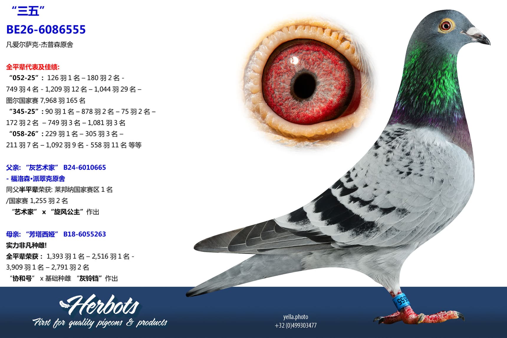pigeon: undefined