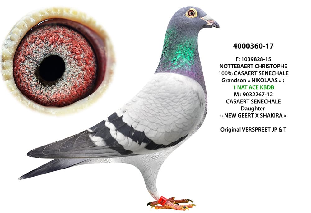 pigeon: undefined
