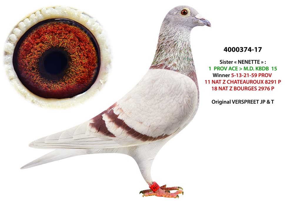 pigeon: undefined