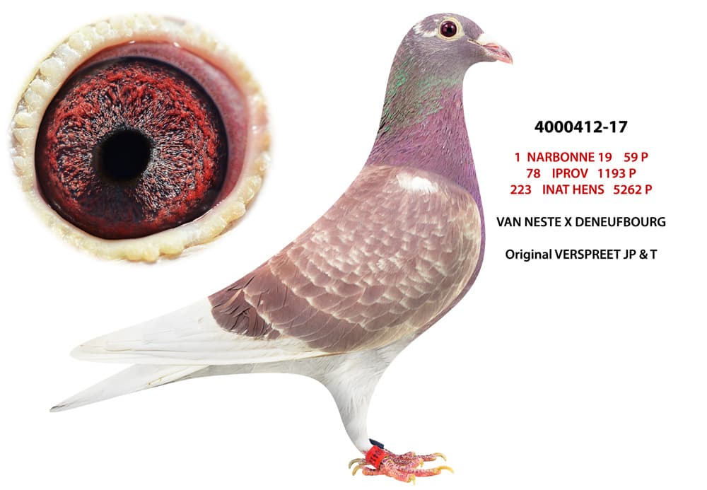 pigeon: undefined