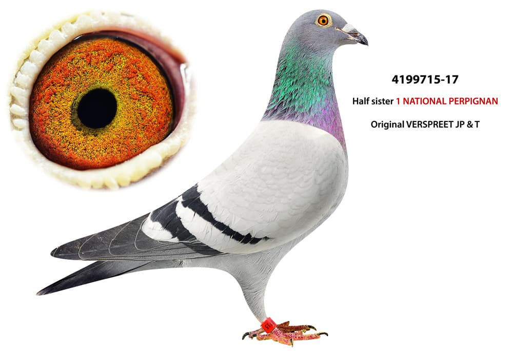 pigeon: undefined