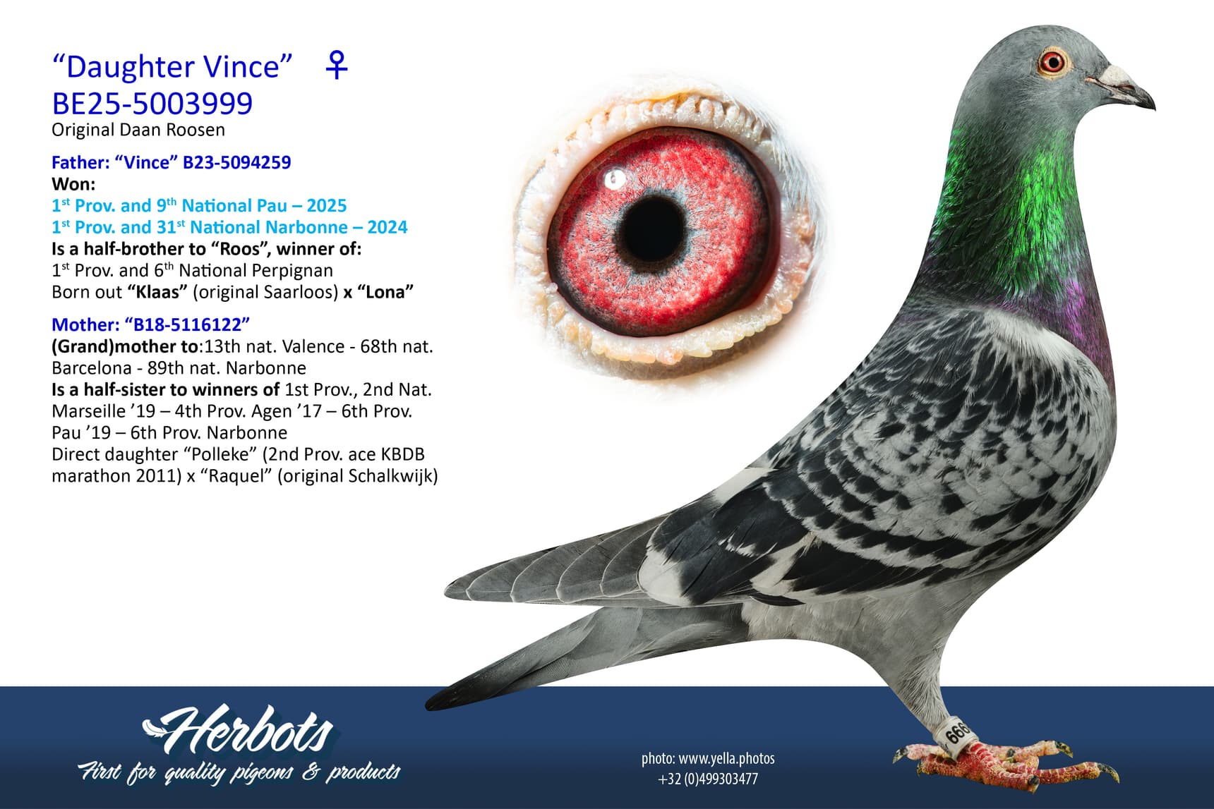 pigeon: undefined