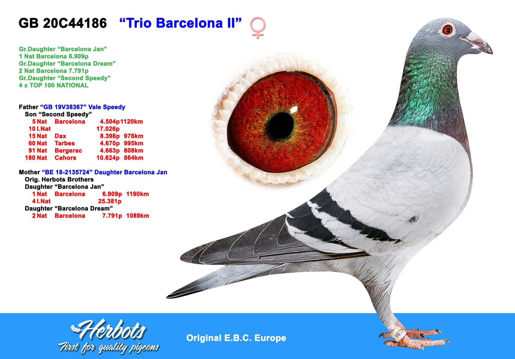 pigeon: undefined