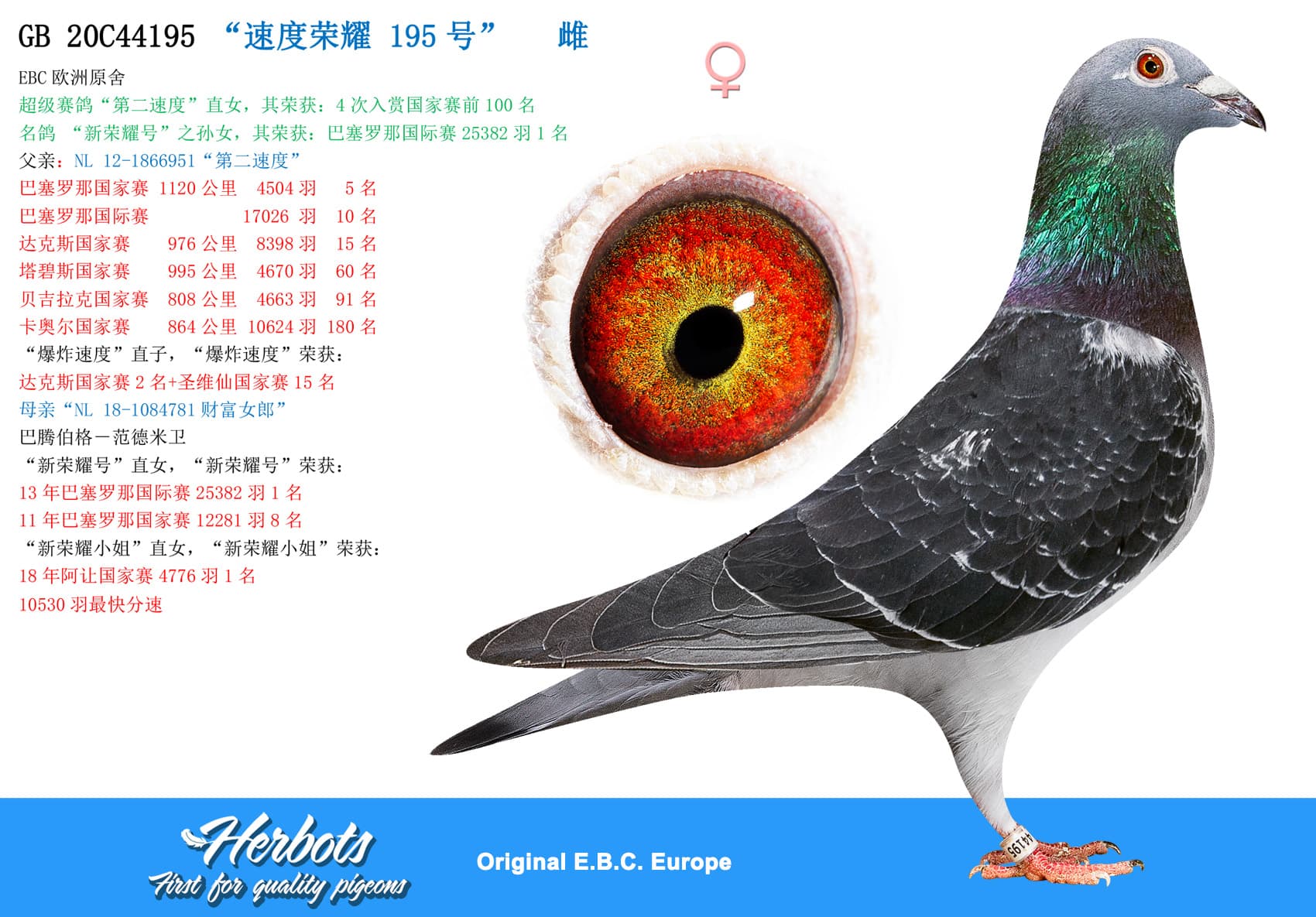 pigeon: undefined