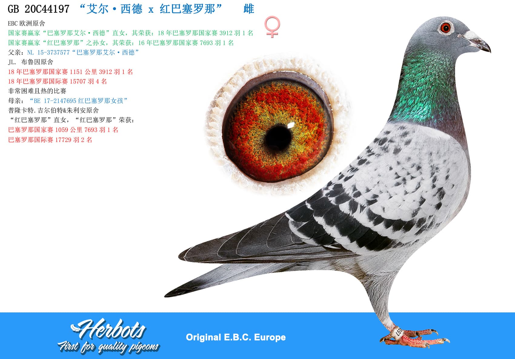 pigeon: undefined