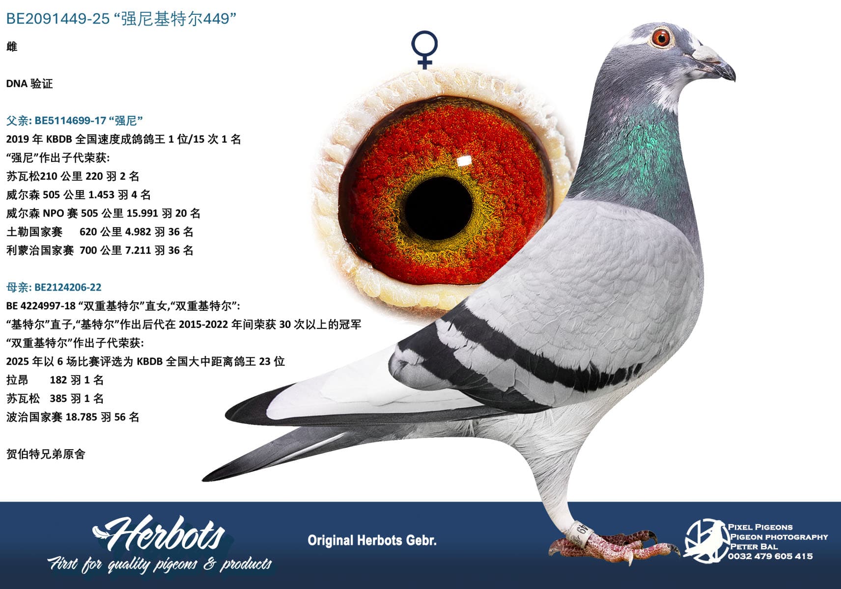 pigeon: undefined
