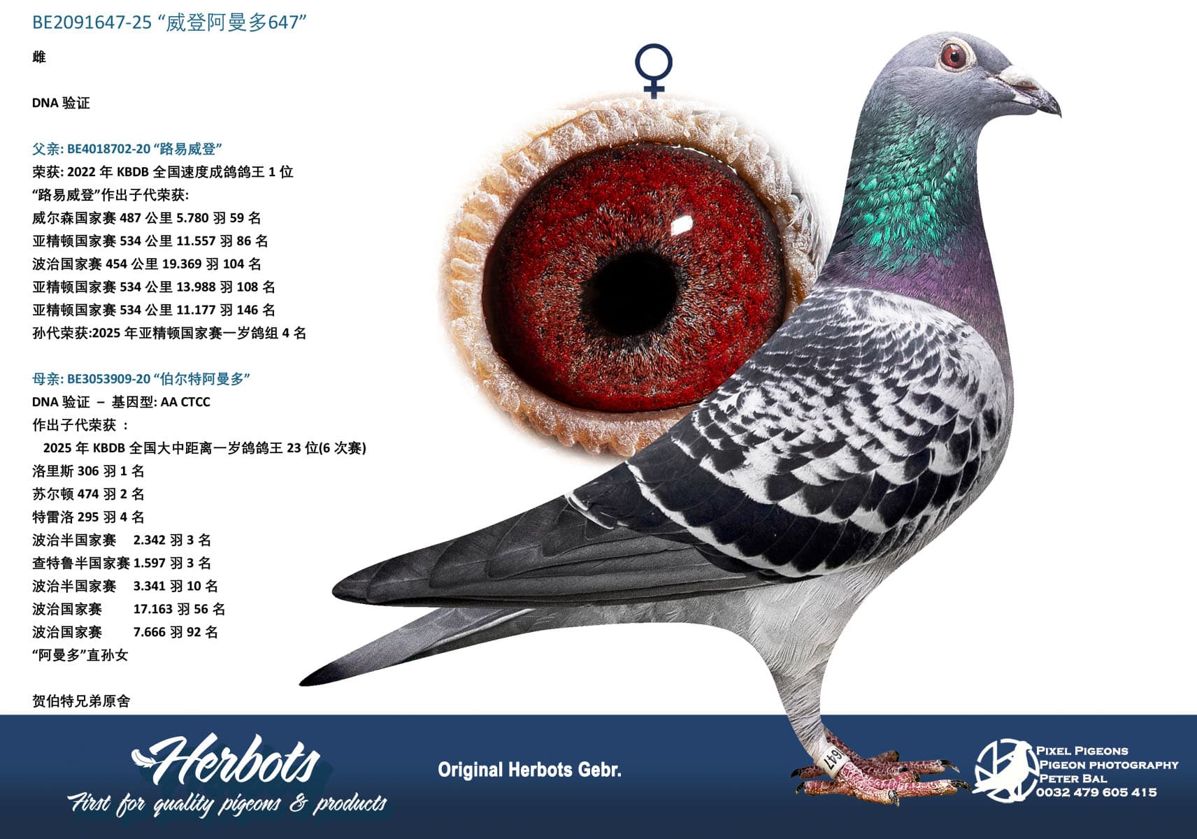 pigeon: undefined