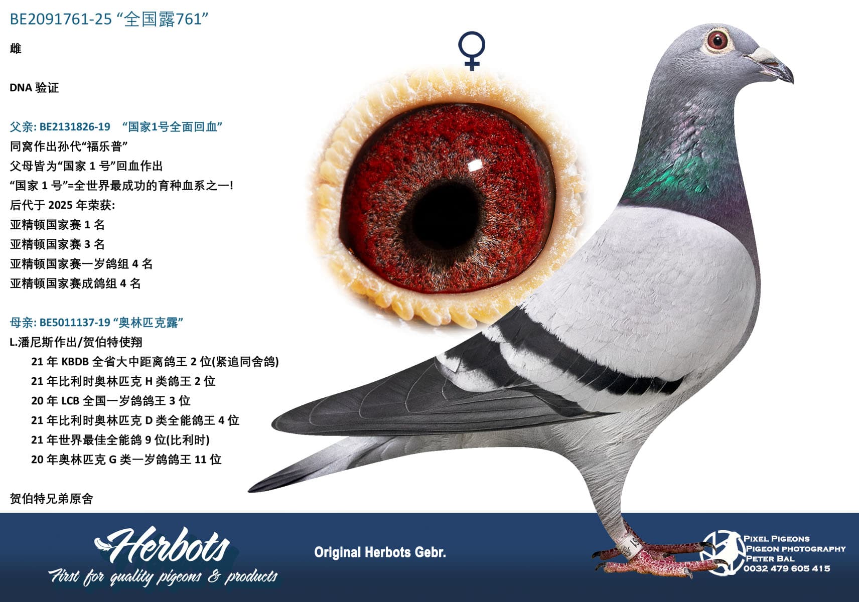 pigeon: undefined