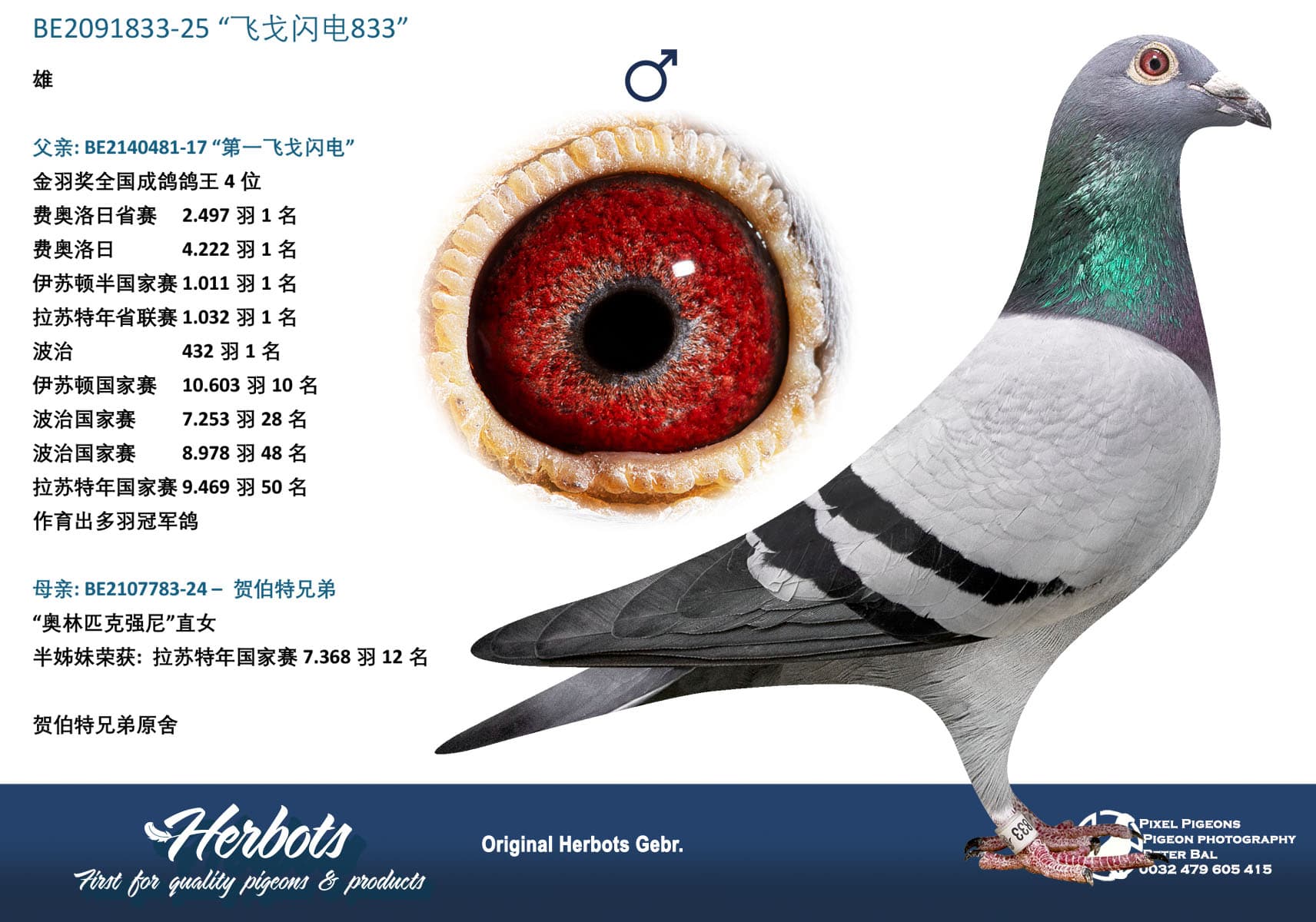 pigeon: undefined